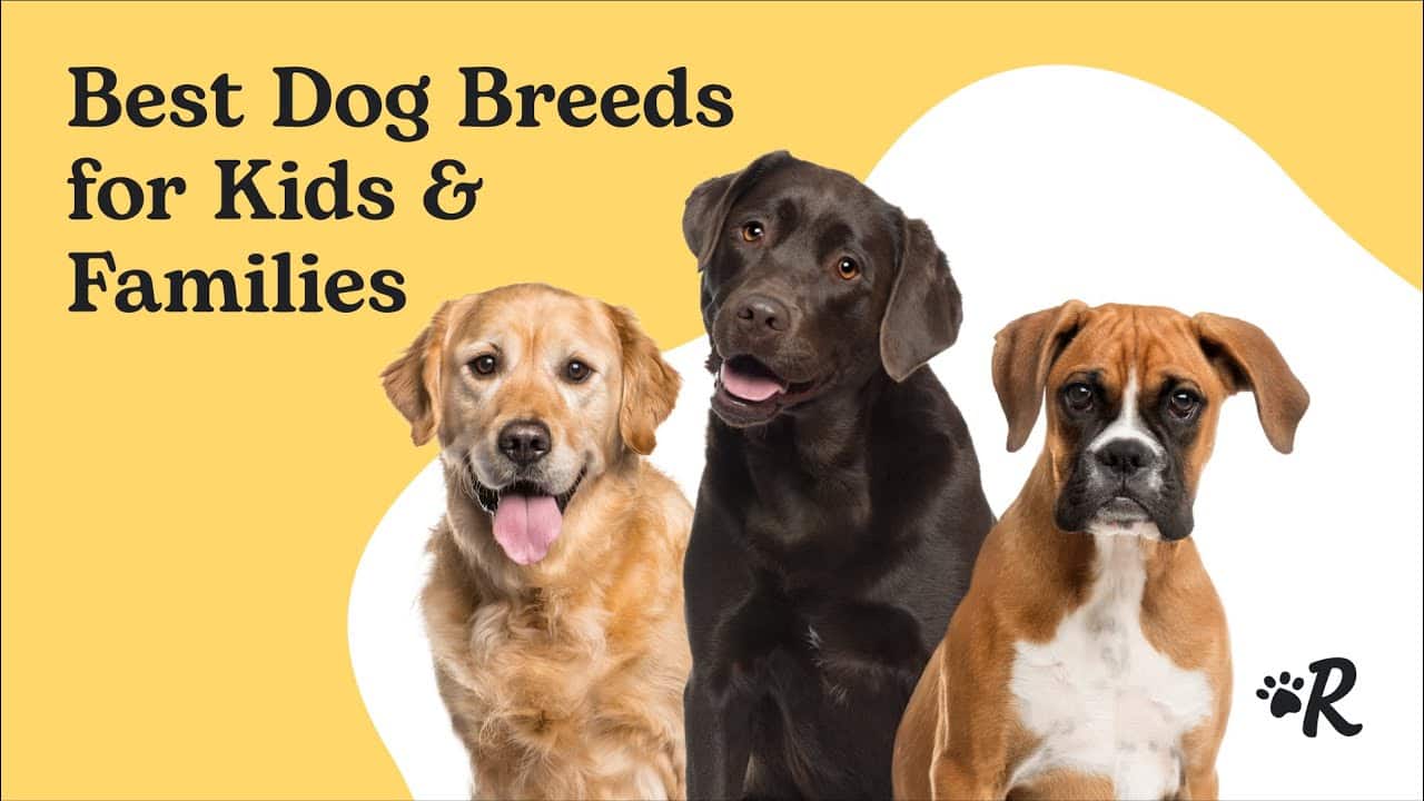 20 Best Family Dogs How To Choose A