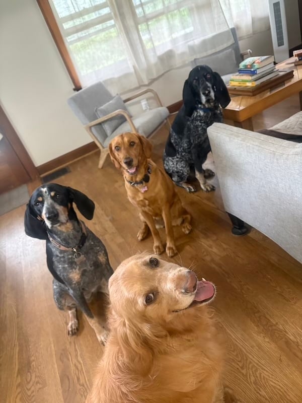 Four dogs in cozy dog-friendly living room