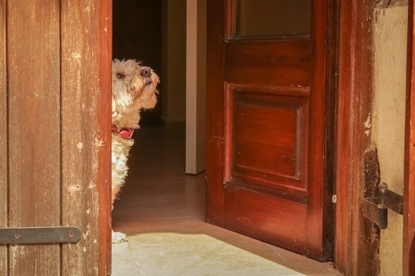 A cute little dog waiting at the doorway, looking up, on a sunny day.
