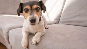 Little Jack Russell Terrier dog lies on a gray sofa