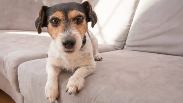 Little Jack Russell Terrier dog lies on a gray sofa