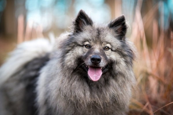 Portrait of the dog Keeshond looking at camera against dry grasses
