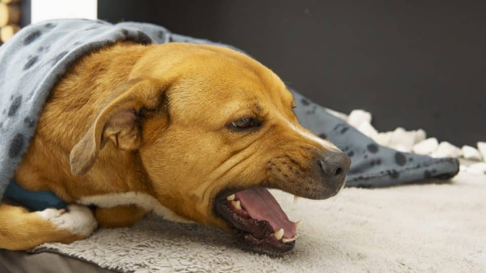 A dog is laying on a bed with a blanket over its head.