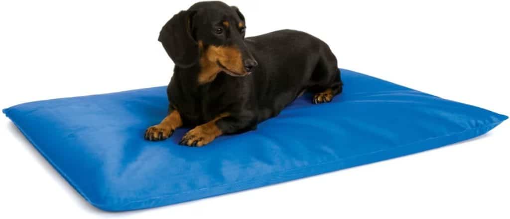 Dog sitting on blue cooling mat