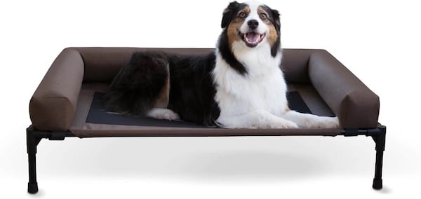 Dog sitting on elevated bed with bolsters