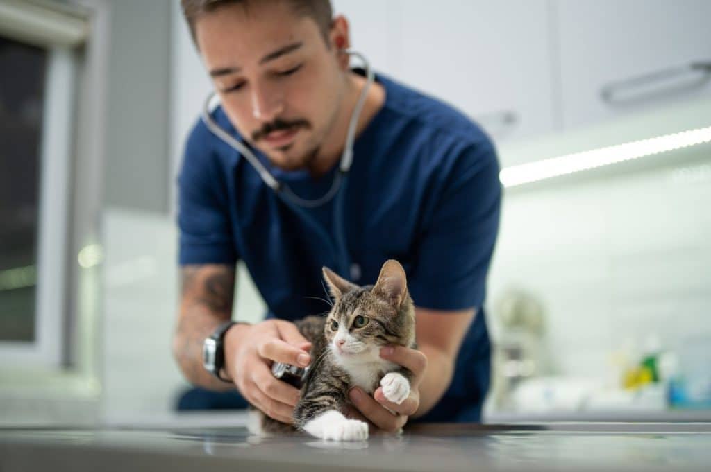 A kitten at the vet for health check ups and vaccines