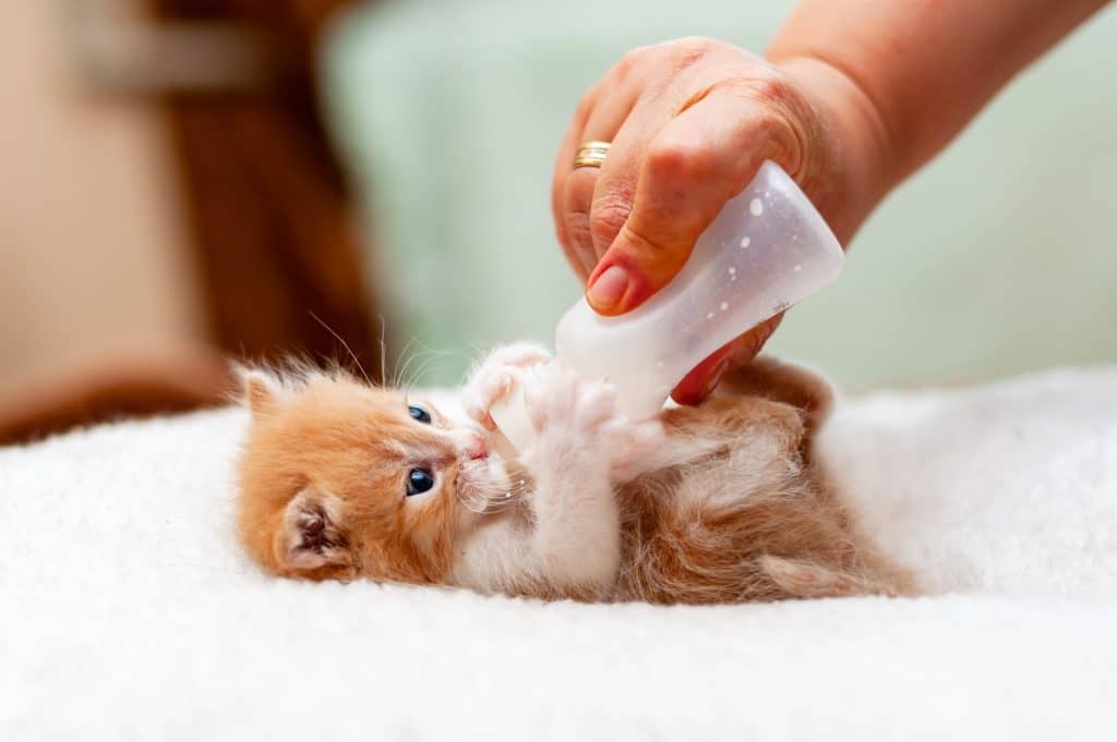 Kitten being bottle-fed by pet parent