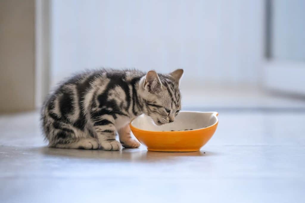 A new kitten eating dry food out of an orange food bowl
