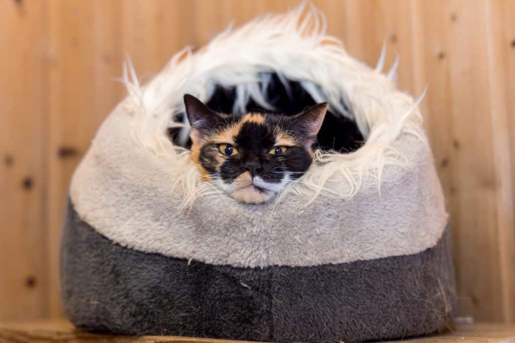 A kitten relaxing and sleeping in a cave bed