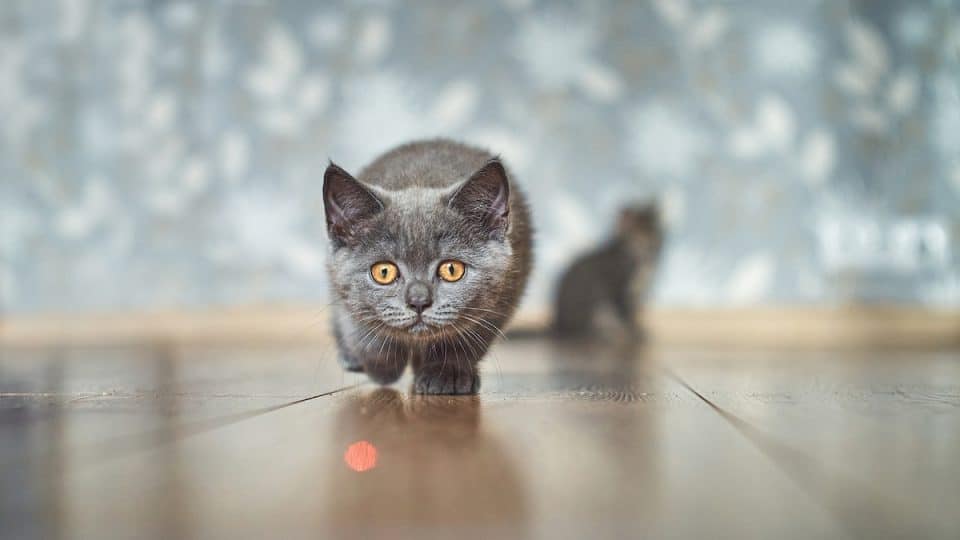 grey kitten stalking red laser dot, facing camera