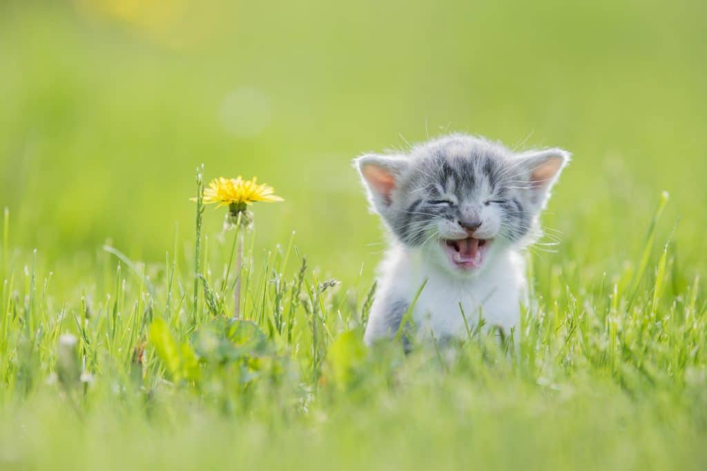 A small grey, white and orange kitten is outside in the grass alone. In this frame the cat is looking curious and giving lots of effort to get out a big meow. In this frame the kitten is sitting next to a dandelion.