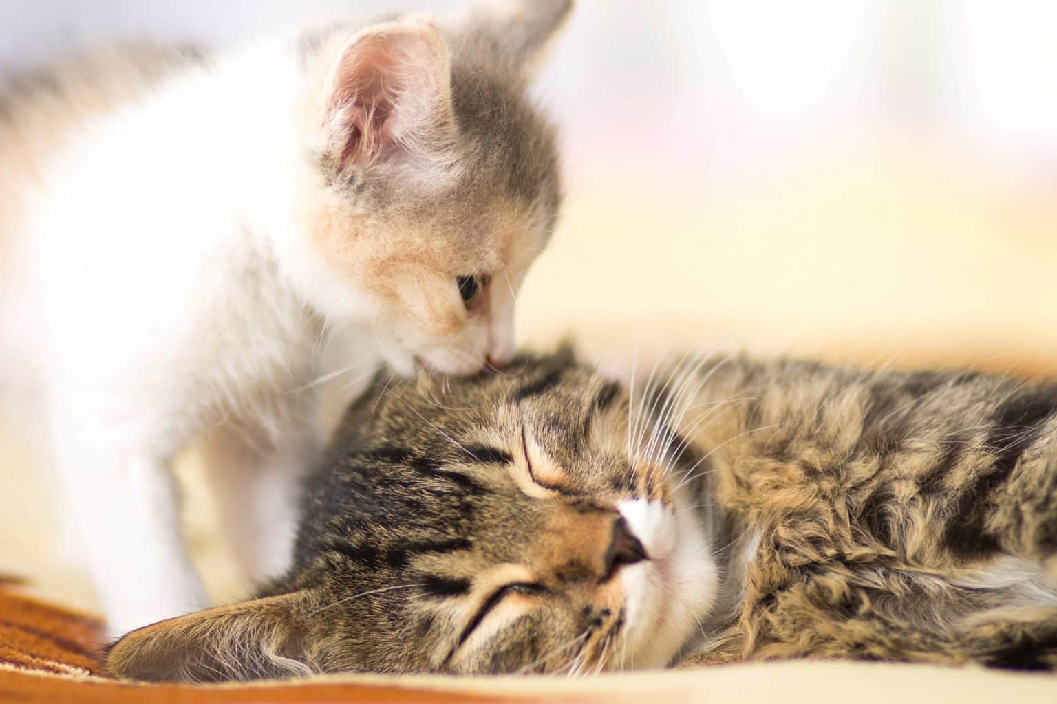 Why Do Cats Lick Each Other? 6 Reasons for Allogrooming
