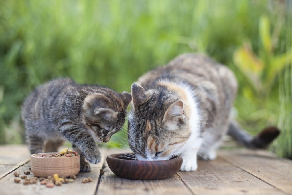 Mamá gata y su gatito comiendo en cuencos de madera para gatos en un jardín primaveral