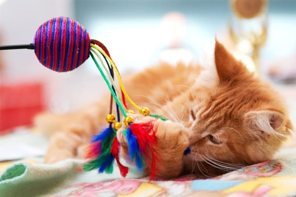 An orange kitten playing with a wand toy and feathers