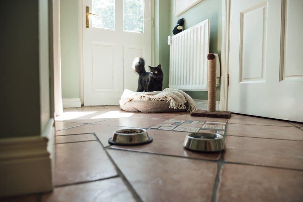 A new kitten room with food, water, and scratching post