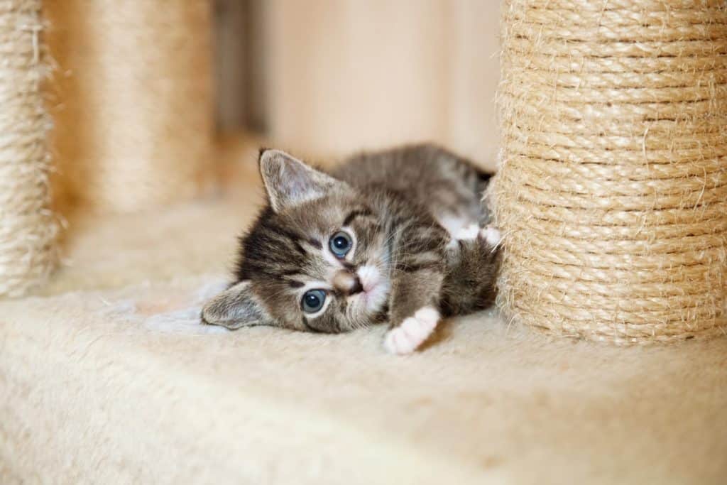 A kitten on a scratching post and tree