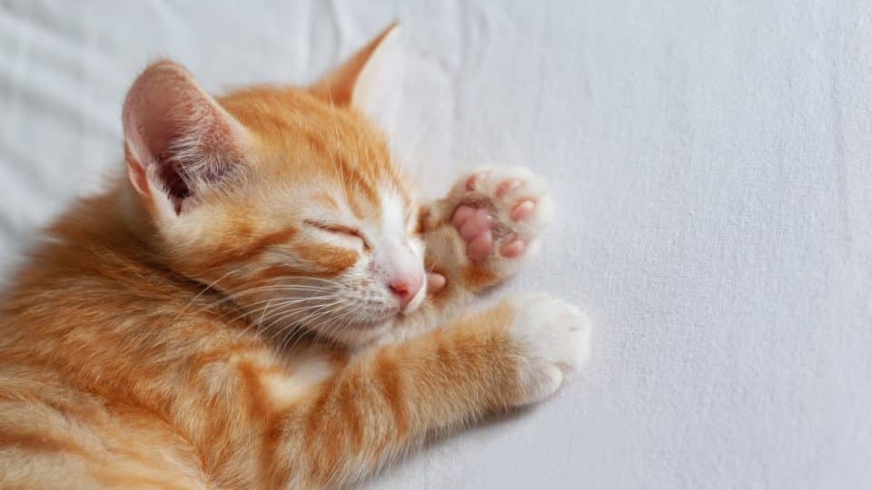 An orange kitten sleeping on the first night