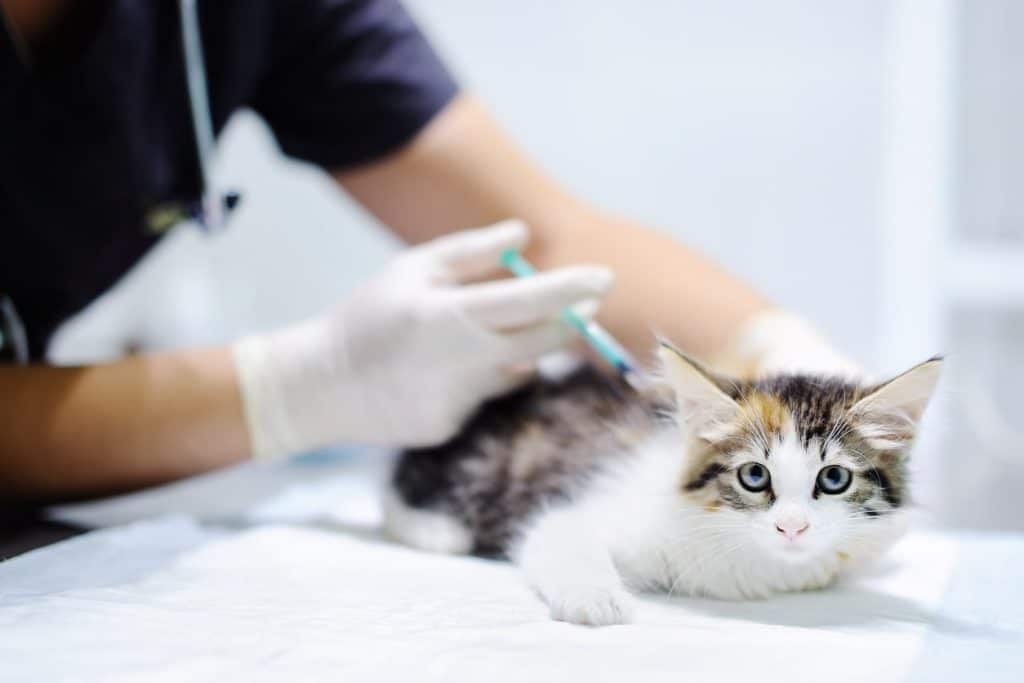 Kitten getting their first vaccines 