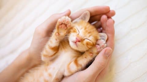 An orange cat sleeping in their owner's hands
