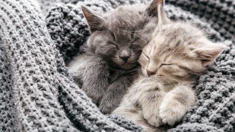 Two kittens sleeping and cuddling together