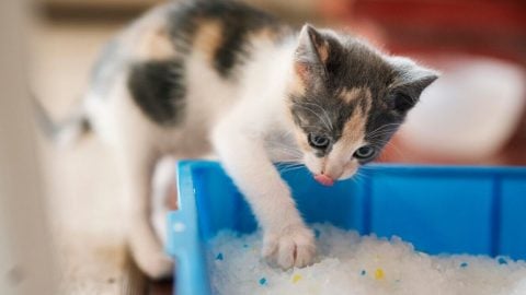 Young kitten pawing at crystal litter in box