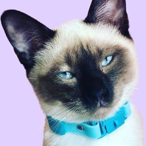 siamese kitten wearing blue silicone collar