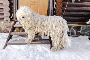 Komondor dog standing on snowy stoop