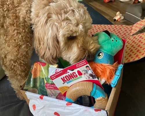 Dog sniffs Kong box