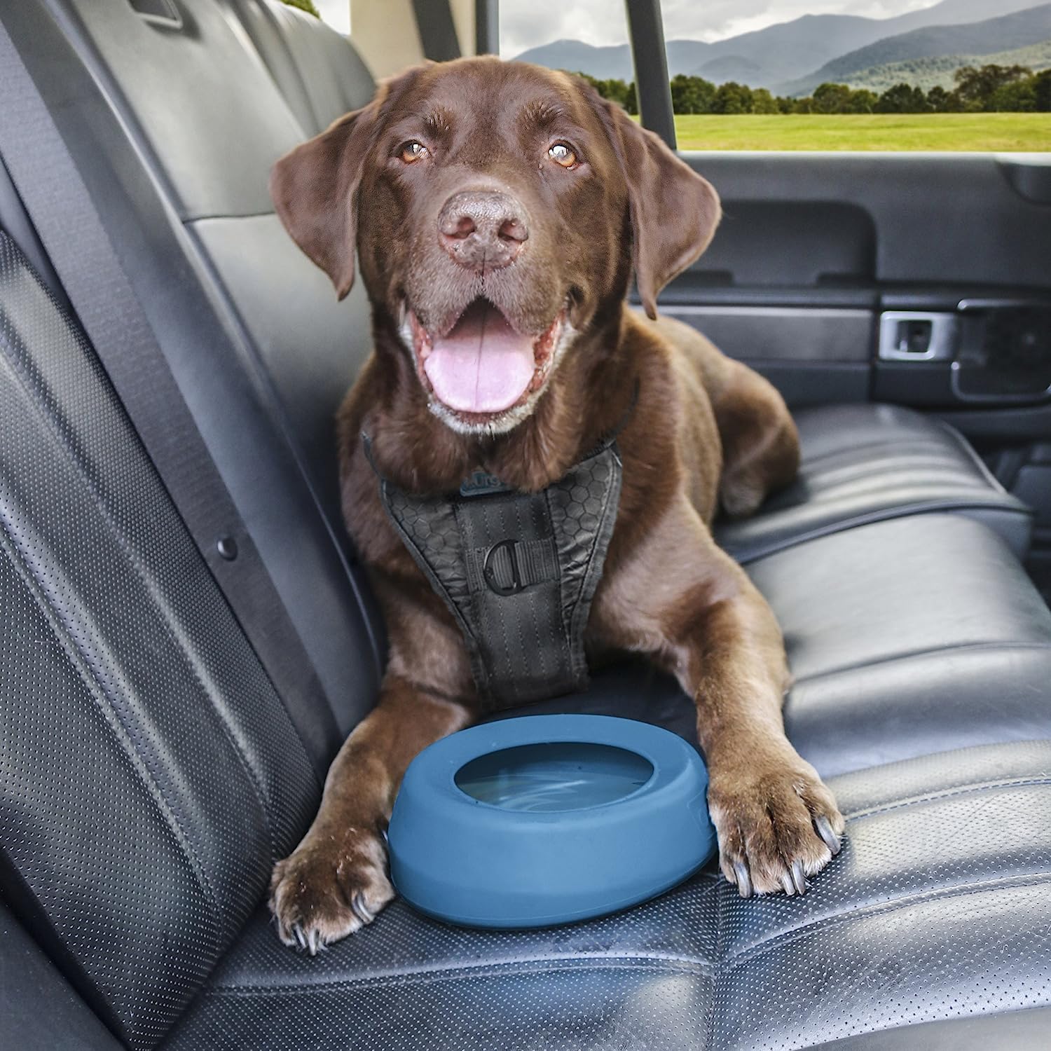 dog in car with no-spill bowl