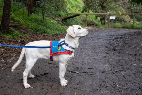 Young white Labrador Retriever on leash