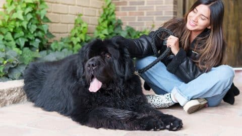 Person sitting with large breed dog on leash