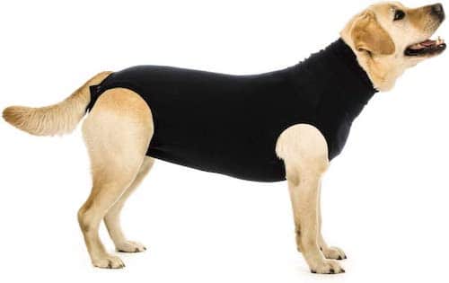 Dog wearing a black recovery suit.
