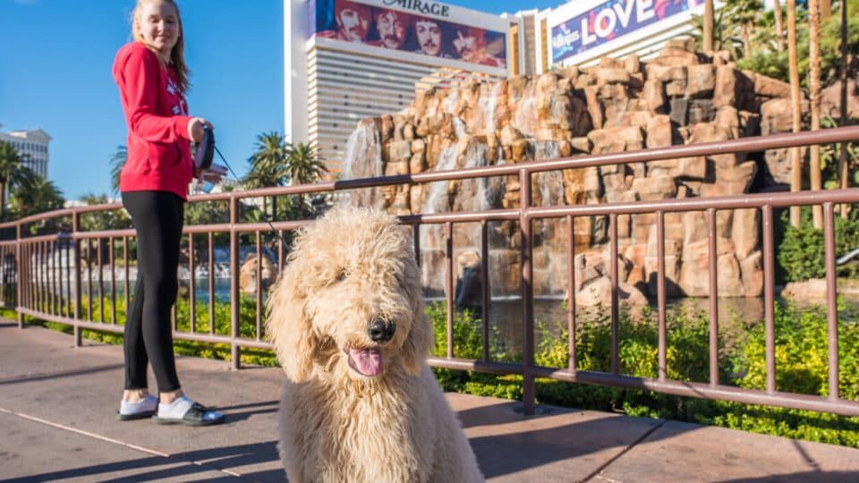 Dog in front of Mirage hotel in Las Vegas