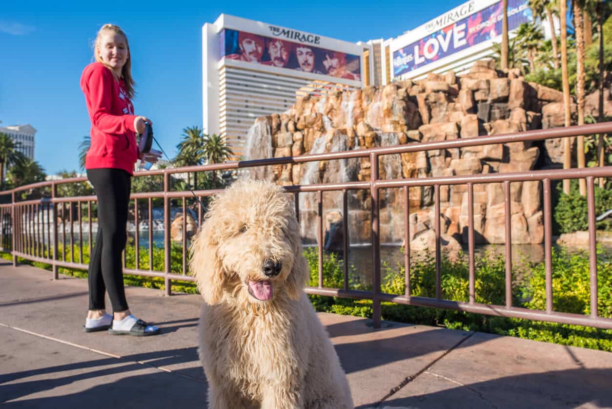 Top 10 PetFriendly Las Vegas Hotels