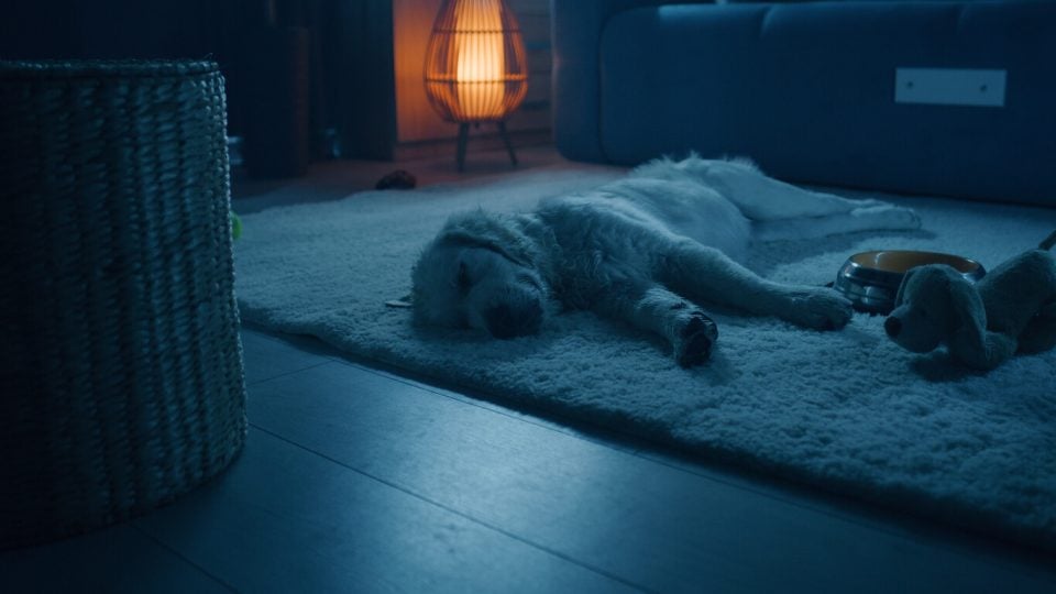Dog sleeping alone at home in the dark