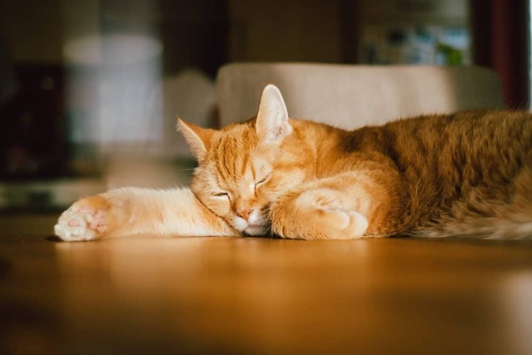 Orange cat sleeping on floor