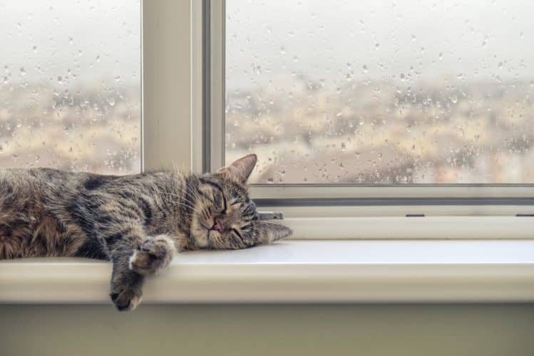 Cat sleeps in window