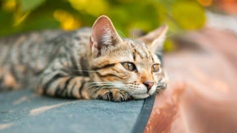 Tabby cat resting in garden