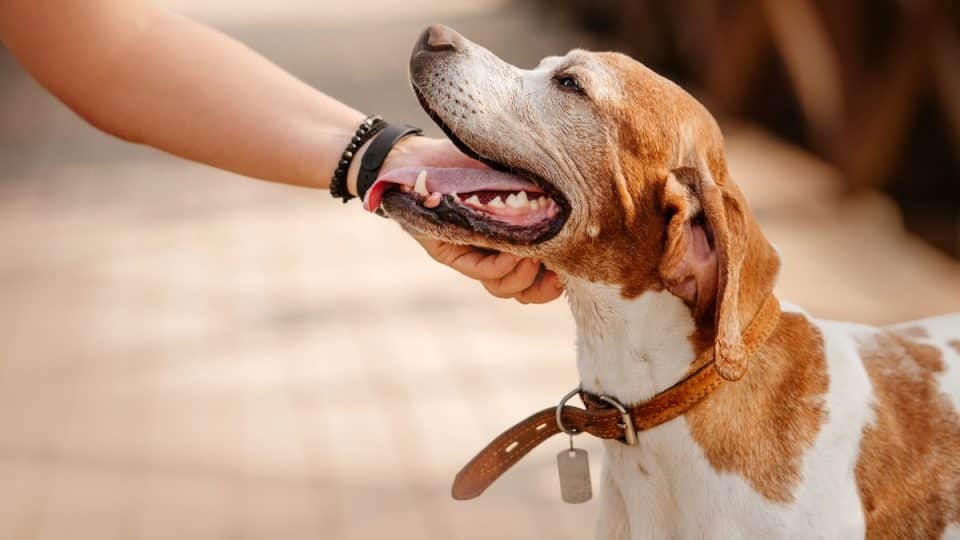 Person scratching happy dog under chin in summer