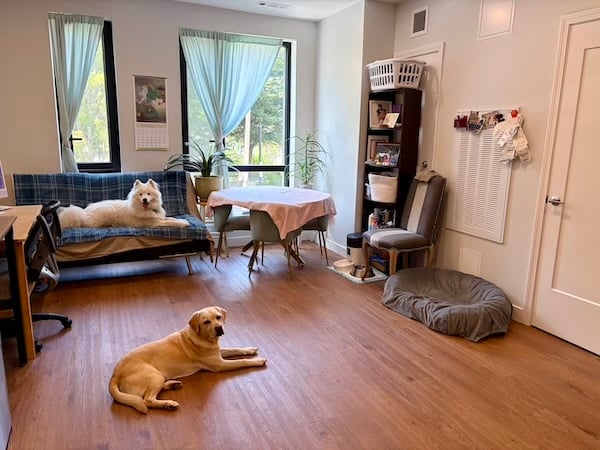 Dogs in a sunny dog-friendly living room