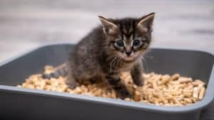 Kitten in litter box with pine litter