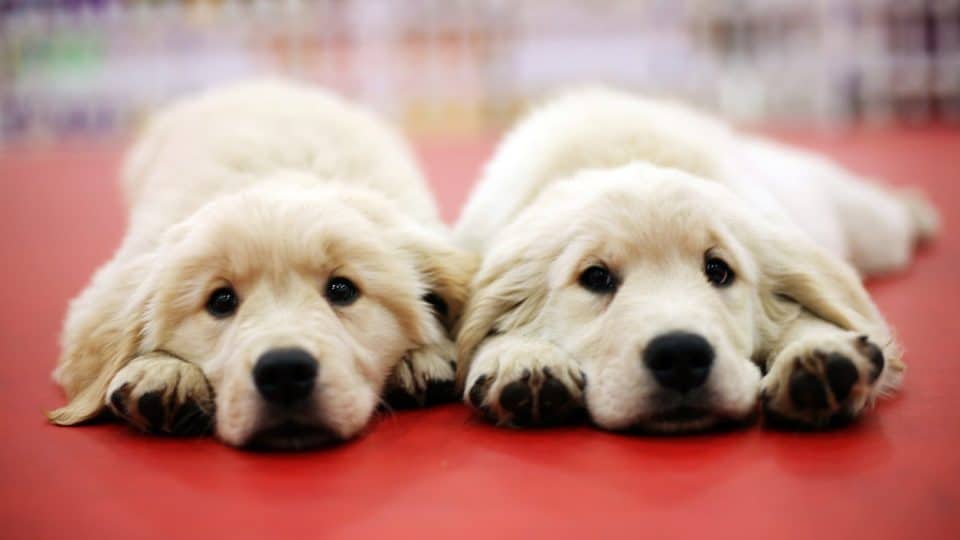 Two puppies from the same litter