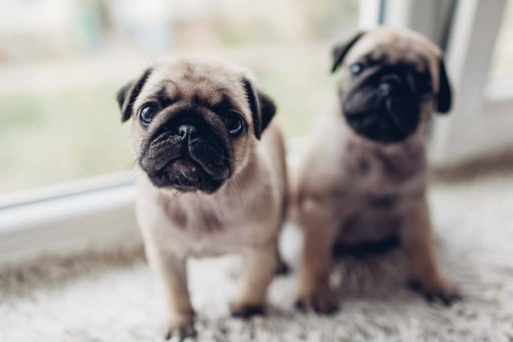 Two puppies with littermate syndrome