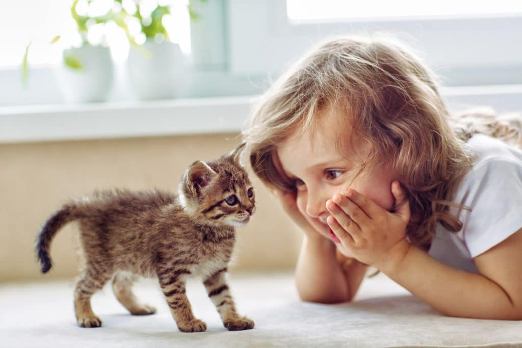Little girl playing with a new kitten 