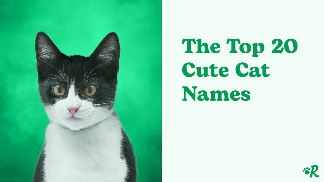 100+ Cute Cat Names and Inspirations for Your Kitten