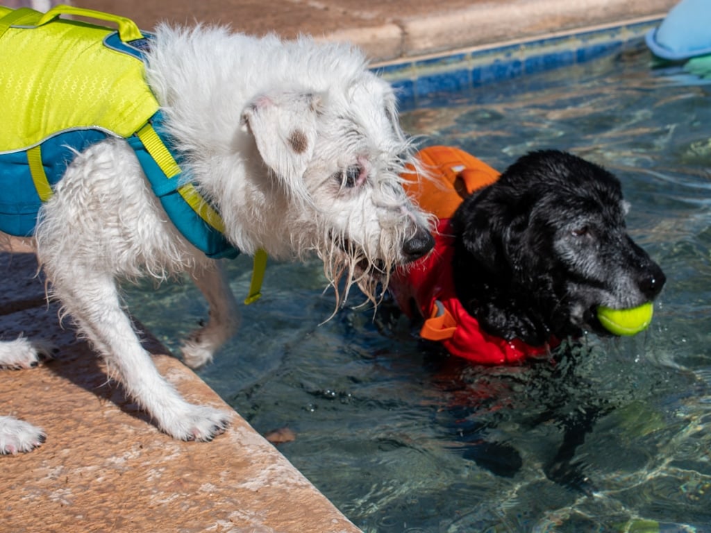 Two dogs in life jackets play in pool