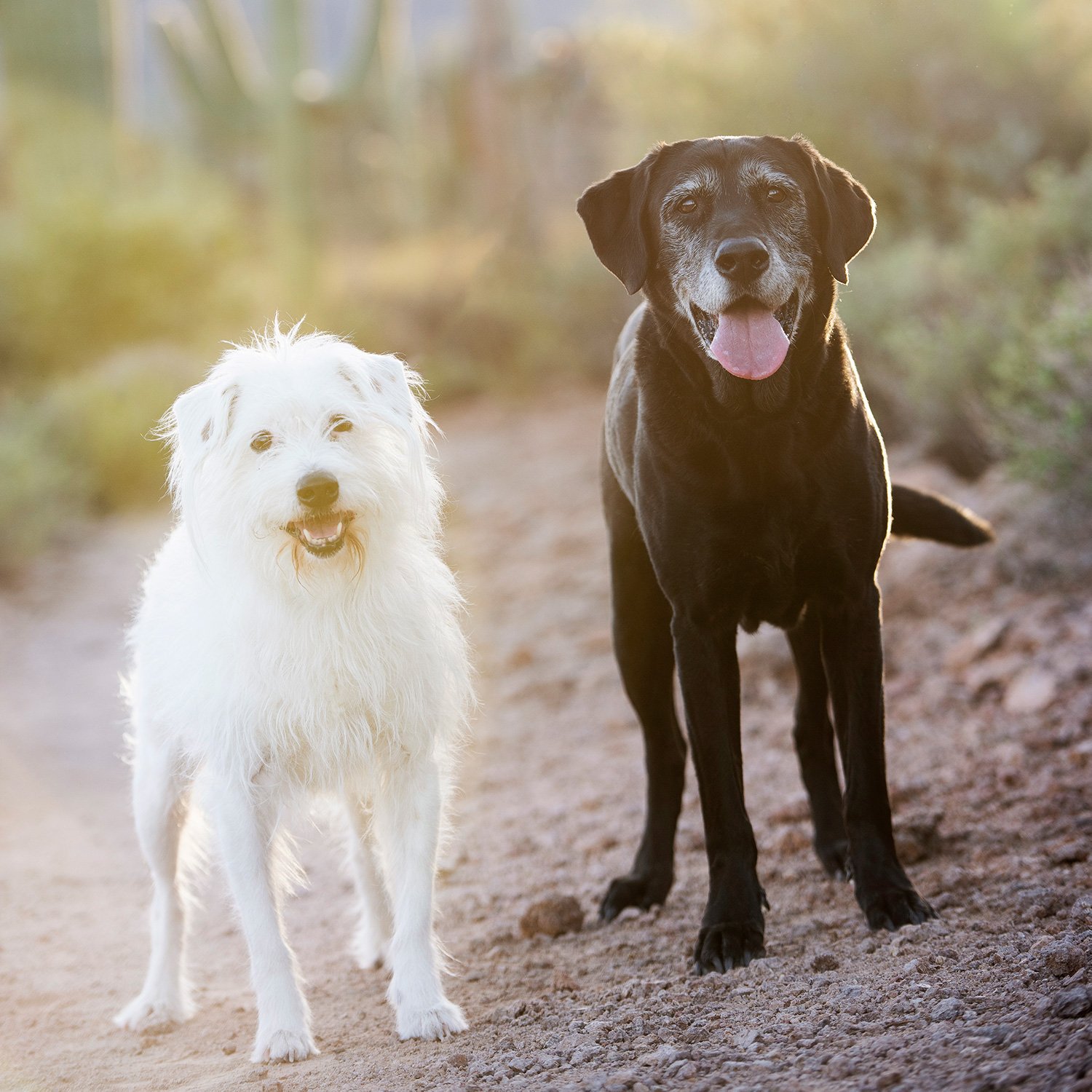 A black labrador and a white shaggy dog stand on a path outdoors. 