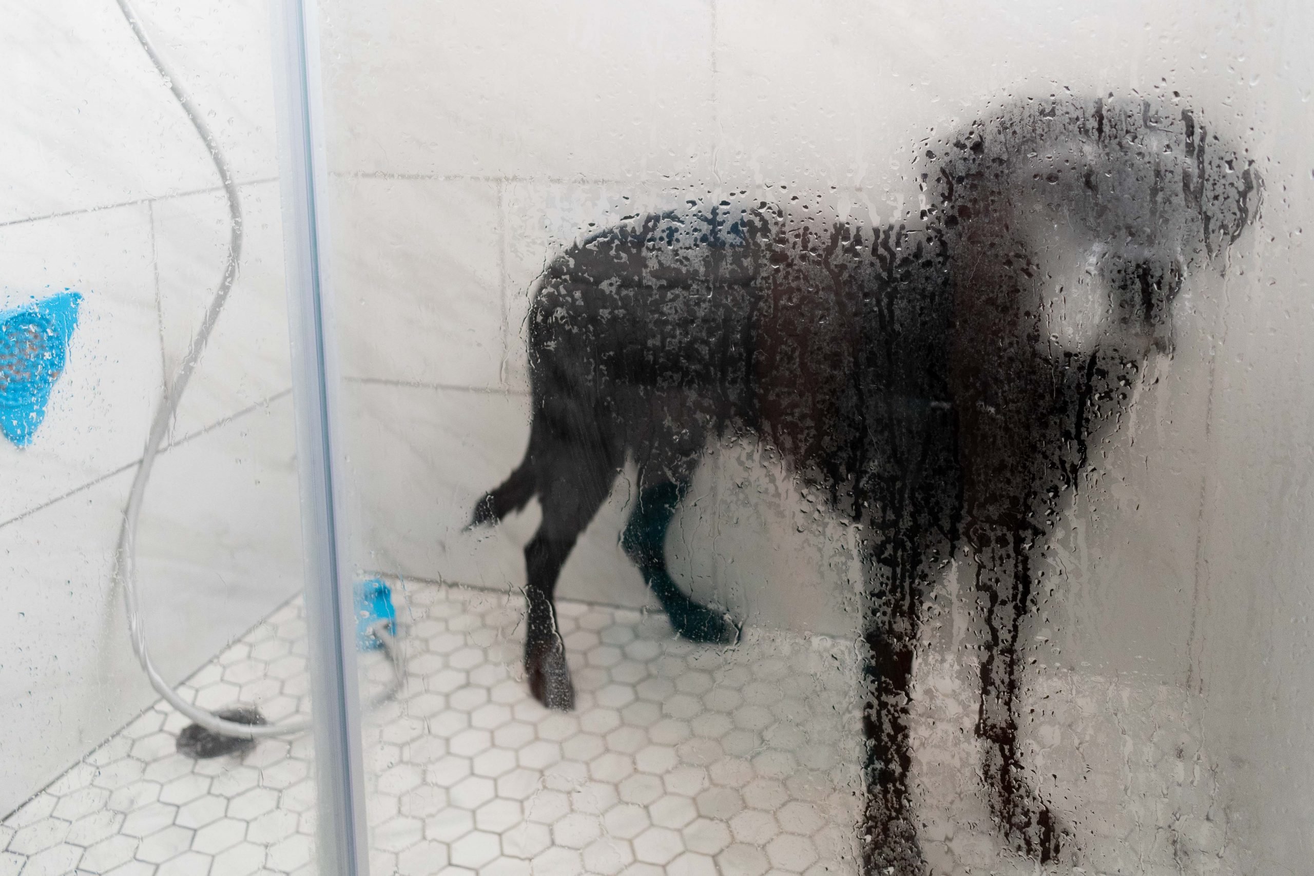 Dog in shower with aquapaw on hose and lickmat on wall