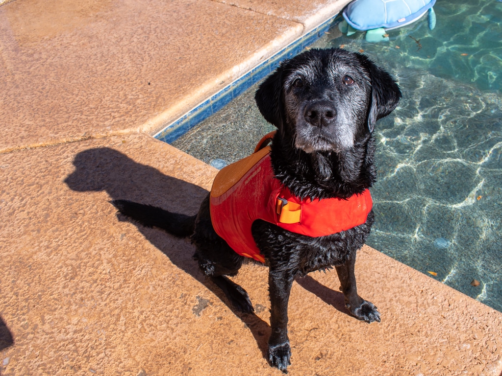 Black Lab in red dog life jacket on the side of a pool