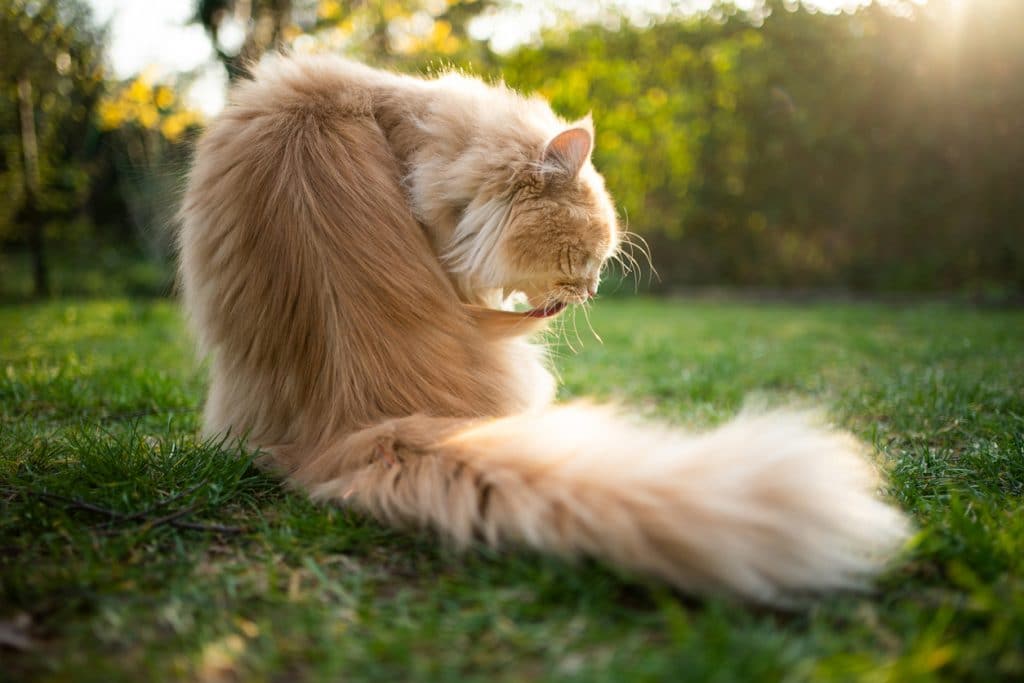 gato maine coon color crema beige blanco aseándose el pelaje al aire libre a la luz del sol